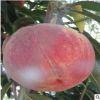 优质金秋红桃树苗哪里有卖 大量批发桃树苗 嫁接桃树苗批发