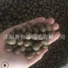 批发优质茶花种子 山茶花种子 林木种子 品种齐全 量大优惠