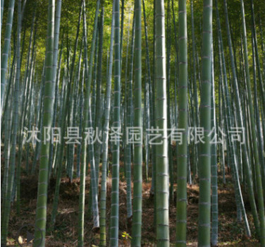 批发优质毛竹种子楠竹种子 江南竹唐竹种子 量大优惠质量保证