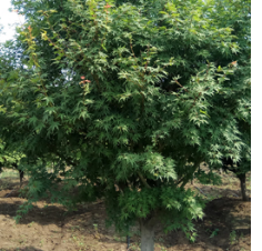 槭树，鸡爪槭青岛抬头园林供应规格9-12公分优质鸡爪槭