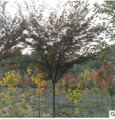 科尾花木种植基地供应市政道路绿化乔木红榉树