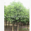绿化树苗 樟树 大量低价出售香樟树