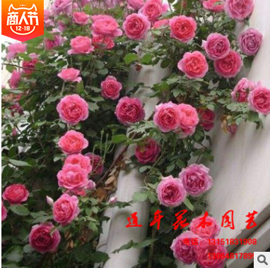 批发蔷薇苗 多花蔷薇花苗 循环开花藤本蔷薇图3