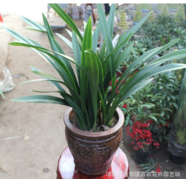 兰花 黑墨兰绿植花卉盆栽 赏叶赏花 金边墨兰图3