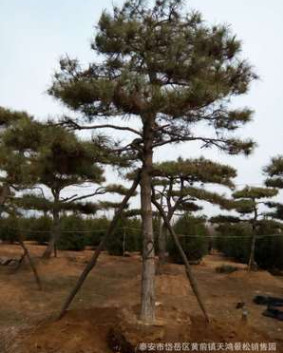 基地直销白皮松 规格种类多样 白皮松树 成活率高 量大从优