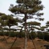 基地直销白皮松 规格种类多样 白皮松树 成活率高 量大从优