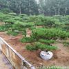 基地直销泰山景松 造型独特 树形美观 根系发达 景松造型