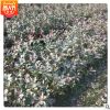 红叶石楠色块 杭州萧山.绿化工程. 各种规格红叶石楠.水生植物