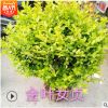 金叶女贞 灌木花卉 园林绿化 常绿乔木 水生植物 水生花卉
