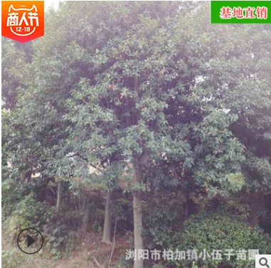 批发杜英树全冠 精品绿化造型苗木湖南四季常绿乔木 基地直销图3