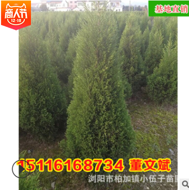 批发塔柏苗 园林绿化工程造型苗木庭院四季常绿乔木 苗圃基地直销图3