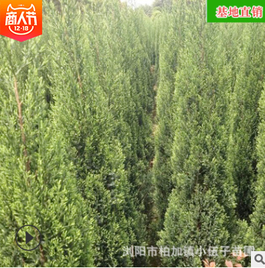 批发塔柏苗 园林绿化工程造型苗木庭院四季常绿乔木 苗圃基地直销图1