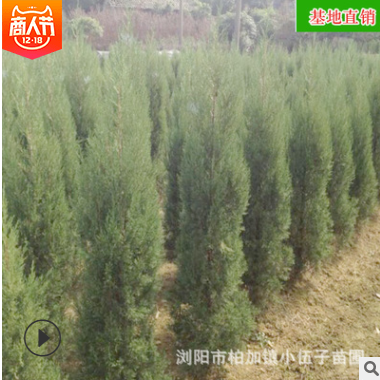 批发塔柏苗 园林绿化工程造型苗木庭院四季常绿乔木 苗圃基地直销图2