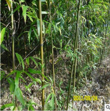超值低价批发庭院观赏竹子-1-10cm、黄纹竹、根系发达