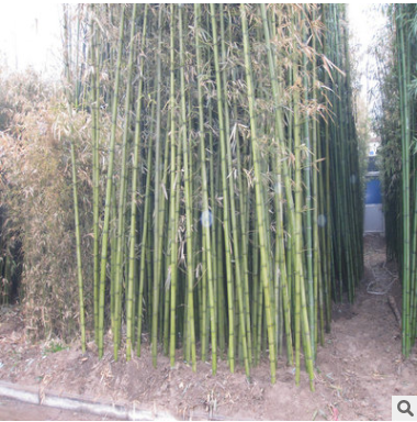 超值低价批发庭院观赏竹子-1-10cm毛竹、根系发达