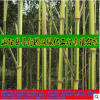 超值低价批发庭院观赏竹子-1-10cm金镶玉竹根系发达、成活率高