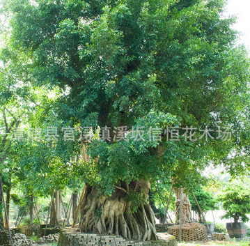 大榕树厂家直销批发绿化苗木 大型绿植别墅行道园林景观工程