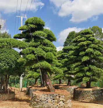 绿化景观树行道树造型罗汉松大型室内盆栽造型景观罗汉松树