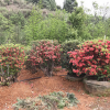 映山红桩景 花卉室内带花盆绿植鲜花植物花苗批发