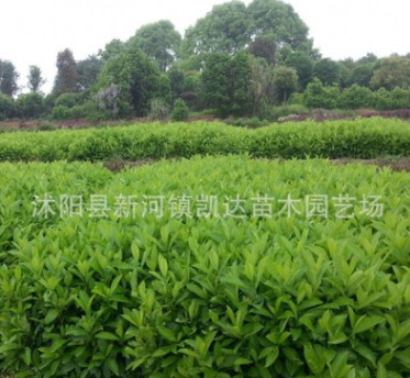 法国冬青小苗绿化工程树苗珊瑚苗庭院篱笆苗法国冬青球北海道批发图3