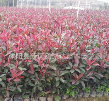 .苗圃直销红叶石楠小苗批发绿化工程行道树苗红叶石楠绿篱杯苗图2
