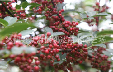 花椒树苗 质量保证花椒苗 大红袍花椒苗 花椒树苗木现货批发图1