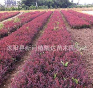 红叶小檗苗 紫叶小檗床苗红叶小波小苗 绿化工程苗木批发规格全图3
