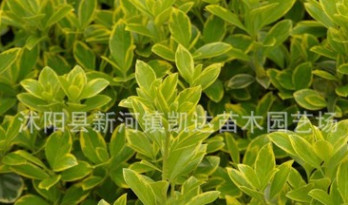 金边黄杨苗 绿化苗木金边黄杨床苗园林工程用苗规格全图1