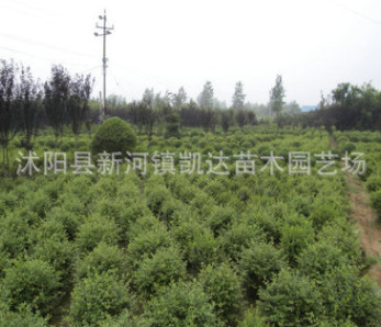 小叶女贞小苗 绿化工程行道树苗 四季常青球 绿叶女贞床苗批发图2