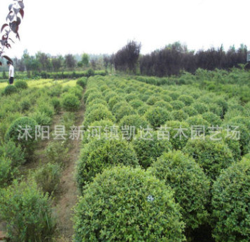 小叶女贞小苗 绿化工程行道树苗 四季常青球 绿叶女贞床苗批发图3