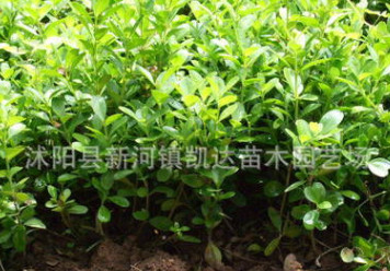 瓜子黄杨床苗 小叶黄杨行道树 北海道黄杨苗 绿化工程苗木批发图2