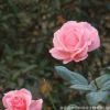 批发供应玫瑰月季小苗 绿植盆栽花卉庭院阳台易种蔷薇月季