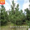 黑松基地大量销售造型美观价格优美造型黑松 绿化园林基地造型松