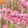 绿化树 花灌木 紫叶桃|红叶碧桃，紫叶碧桃树 庭院植物