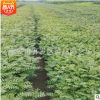 规格全品质优板栗苗 基地直销量大从优板栗苗 现挖现买嫁接板栗苗