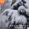 常年出售绿化工程雪松 行道观赏雪松 景松整形 易成活 管理