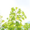 红花紫荆 长期供应独杆紫荆花 场地直销批发美观美化环境