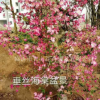 垂丝海棠盆景