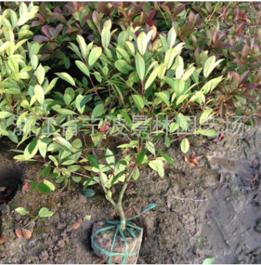 批发园林绿化工程 苗木 红叶石楠小毛球蓬50-60大 高70-80-90图3