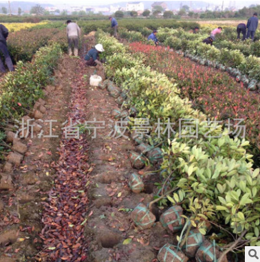 批发园林绿化工程 苗木 红叶石楠小毛球蓬50-60大 高70-80-90图2
