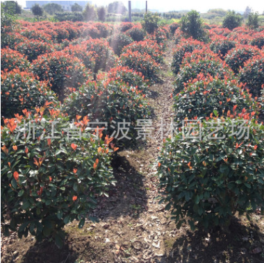 供应绿化 苗木 树苗 红叶石楠球 冠幅80公分至1米 石楠球批发图3