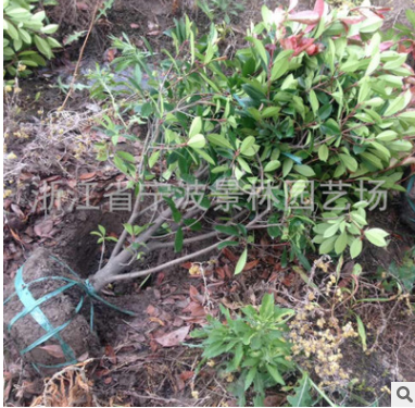 供应绿化 苗木 树苗 红叶石楠球 冠幅80公分至1米 石楠球批发图2