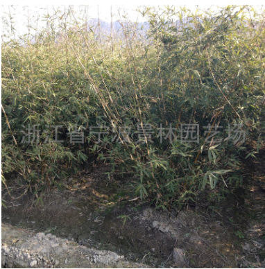 浙江宁波花木场产地批发园林绿化工程苗木慈孝竹 多规格孝顺竹图3