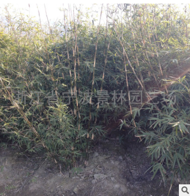 浙江宁波花木场产地批发园林绿化工程苗木慈孝竹 多规格孝顺竹图2