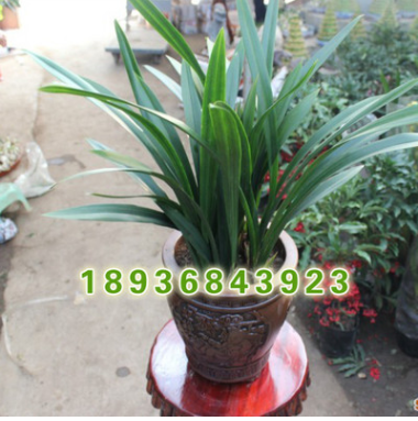 批发优质观花植物盆栽 兰花 墨兰盆栽 花中君子 高档观花植物图3