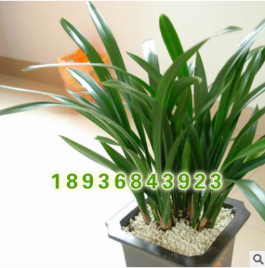 批发优质观花植物盆栽 兰花 墨兰盆栽 花中君子 高档观花植物图2