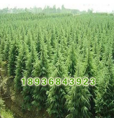 雪松小苗批发 量大优惠 雪松大小苗价格 风景树雪松 易成活图3