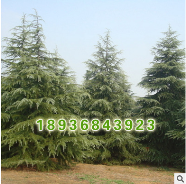 雪松小苗批发 量大优惠 雪松大小苗价格 风景树雪松 易成活图2