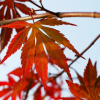园林绿化苗木树苗 庭院植物 日本红枫苗 红丝带红枫树苗 自产自销
