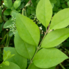 园林绿化苗木树苗 庭院植物 小叶女贞树苗水腊苗 自产自销 多规格